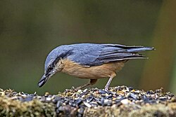 Eating seeds in Hungary