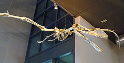 Skeletal reconstruction of Maaradactylus, showing outstretched wings