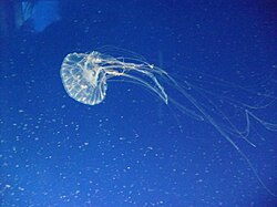 Nettle jelly