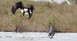 Bald eagle attacking an American coot