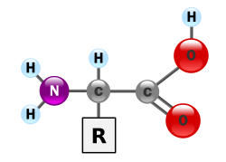 The general structure of an α-amino acid, with the amino group on the left and the carboxyl group on the right
