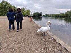 A mute swan in The Serpentine, Hyde Park, London