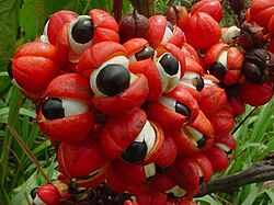 Ripe guaraná fruits resemble human eyes.[6]