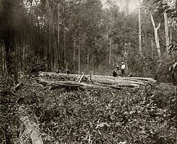 An image of deforestation in Burma taken by a Bombay Burmah Trading Corporation official.