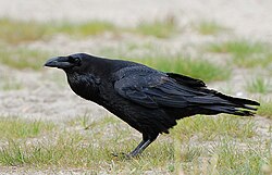Common raven, Corvus corax