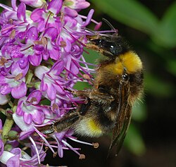The cuckoo bumblebee B. vestalis, a parasite of B. terrestris
