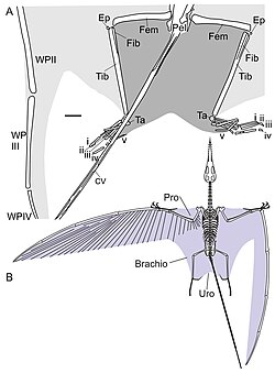 Diagram of hindlimb and uropatagium anatomy of early pterosaur Sordes (A), and in context of entire skeleton in related genus Rhamphorhynchus (B)