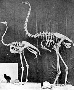 Comparison of a kiwi, ostrich, and Dinornis, each with its egg