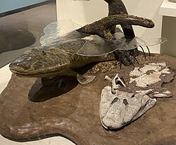 Tiktaalik roseae model at the Harvard Museum of Natural History