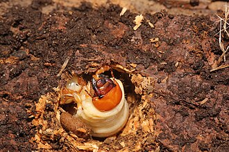 The stag beetle, Lucanus cervus, feeding on dead wood during the larval stage of its life cycle