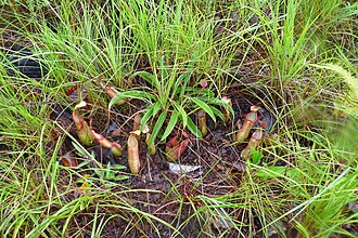 In Kirirom National Park, Cambodia (~700 m asl)