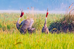 A trumpeting pair