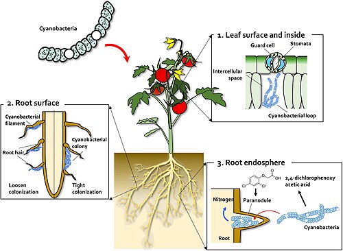 Symbiosis with land plants [110]Leaf and root colonization by cyanobacteria (1) Cyanobacteria enter the leaf tissue through the stomata and colonize the intercellular space, forming a cyanobacterial loop. (2) On the root surface, cyanobacteria exhibit two types of colonization pattern; in the root hair, filaments of Anabaena and Nostoc species form loose colonies, and in the restricted zone on the root surface, specific Nostoc species form cyanobacterial colonies. (3) Co-inoculation with 2,4-D and Nostoc spp. increases para-nodule formation and nitrogen fixation. A large number of Nostoc spp. isolates colonize the root endosphere and form para-nodules.[110]