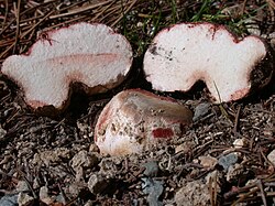 Rhizopogon truffle