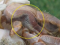 Caribbean hermit crabs have modified gills that allow them to live in humid conditions.