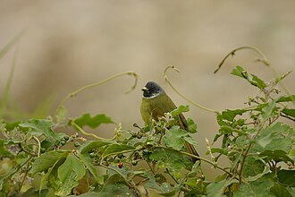 Collared finchbill
