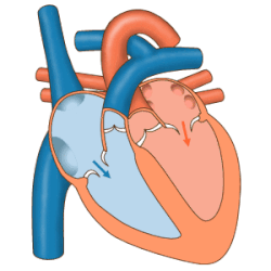 Blood flow through the valves