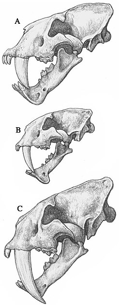 Comparison between the skulls of the machairodonts Homotherium, Megantereon, and Smilodon, by Mauricio Antón