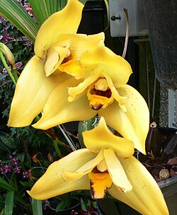 × Lycamerlycaste Hera gx is a grex of orchid hybrids in the nothogenus × Lycamerlycaste J.M.H.Shaw. It consists of hybrids between members of a grex (× Lycamerlycaste Brugensis gx) and a species (Lycaste cruenta Lindl.).
