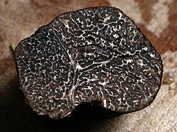 Black Périgord truffle, cross-section