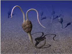 Artist's conception of Y. biscarpa