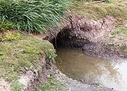 Nutria burrow on bank