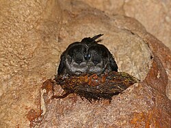 Nesting mossy-nest swiftlets