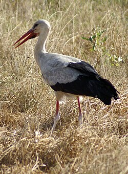 A white stork in Tsavo East National Park, Kenya. The lower parts of its legs are covered with whitish droppings