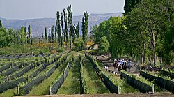 Vineyard in Mendoza Province. Argentina ranks as the fifth largest wine producer worldwide.[59]