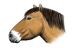 Life restoration of the Yukon horse (Equus lambei)