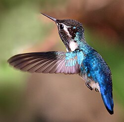 An adult bee hummingbird, the smallest known dinosaur