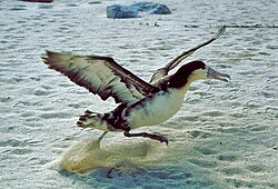 Taking off is the most energetically demanding part of an albatross's journey, requiring the use of flapping flight to provide thrust as well as lift.