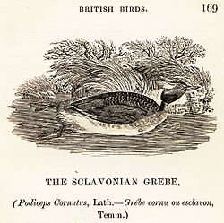 "The Sclavonian Grebe" in Thomas Bewick's A History of British Birds, Volume 2, Water Birds. 1847 edition.