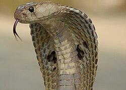 The Indian cobra was named Coluber naja in 1758.