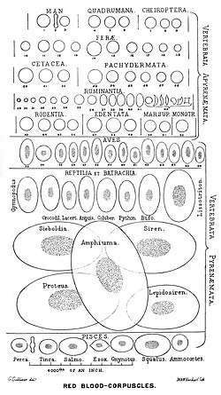 There is an immense size variation in vertebrate red blood cells, as well as a correlation between cell and nucleus size. Mammalian red blood cells, which do not contain nuclei, are considerably smaller than those of most other vertebrates.[10]