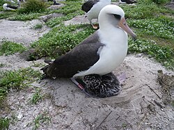 The then c. 60-year-old female named Wisdom with her chick, March 2011