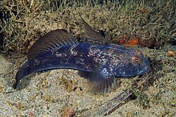 The black goby was named Gobius niger & Gobius jozo in 1758.
