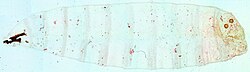 Photomicrograph of entire exoskeleton