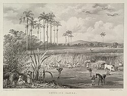 A sugarcane plantation in Trinidad, 1836, lithograph. In 1834, Britain abolished slavery in its colonies.[250]