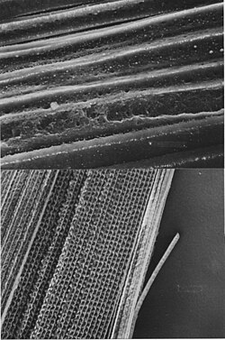 Wrinkled lens fibers in picture below compared to straight fibers above