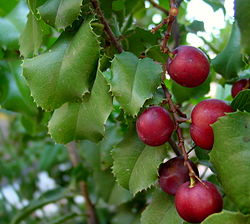 Prunus ilicifolia, hollyleaf cherry (a cherry laurel species)