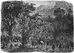 Brazilian expedition to Mato Grosso: Encampment of the Expeditionary Division in the virgin forests of Goiás (L'Illustration, 1866)