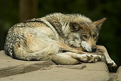 A Mexican wolf