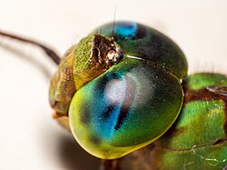 Iridescent structural coloration in a dragonfly's eyes