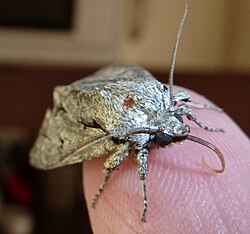 Grey dagger, extruding proboscis from mouth