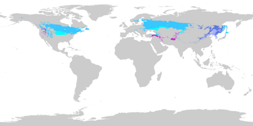 Humid continental climate worldwide as of 1991-2020, utilizing the Köppen climate classification with the −3 °C (27 °F) threshold for the coldest month.