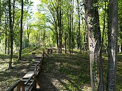 Spačva forest, the largest complete common oak forest in Croatia