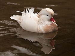 White Male at Ouwehands Dierenpark, Netherlands