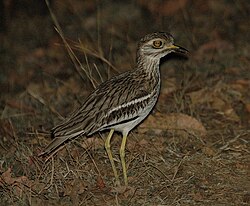 Indian thick-knee foraging at night