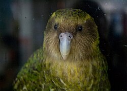 Sirocco, a kākāpō which appeared in a popular BBC television series